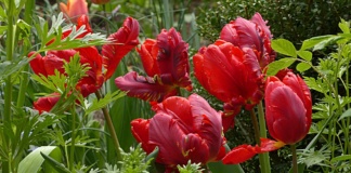 Vaše cveće će “eksplodirati” u junu – samo ako ovo uradite pre aprila