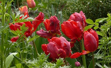 Vaše cveće će “eksplodirati” u junu – samo ako ovo uradite pre aprila