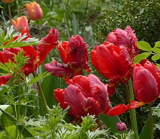 Vaše cveće će “eksplodirati” u junu – samo ako ovo uradite pre aprila