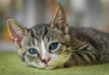 Veterinar upozorava: Ova hrana može da ošteti zube vaše mačke