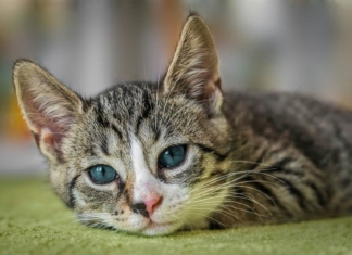 Veterinar upozorava: Ova hrana može da ošteti zube vaše mačke