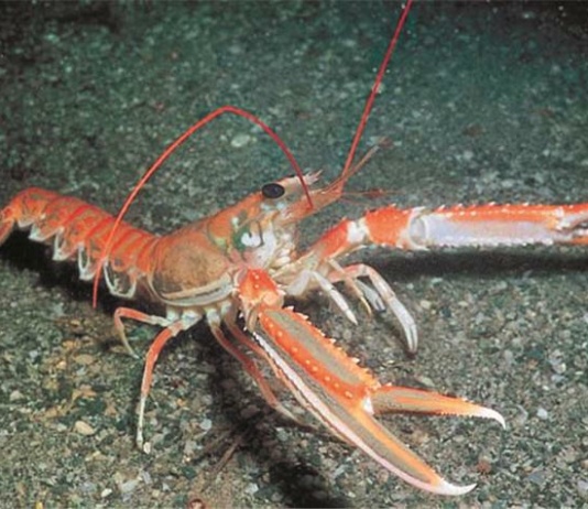 Pazite da vam obrok ne pobegne (VIDEO)