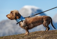 U Sloveniji zabranjeno držanje pasa na lancu