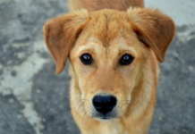 Šest znakova da je vaš pas pod stresom ili nesrećan