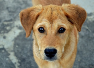 Šest znakova da je vaš pas pod stresom ili nesrećan