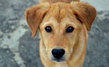 Šest znakova da je vaš pas pod stresom ili nesrećan