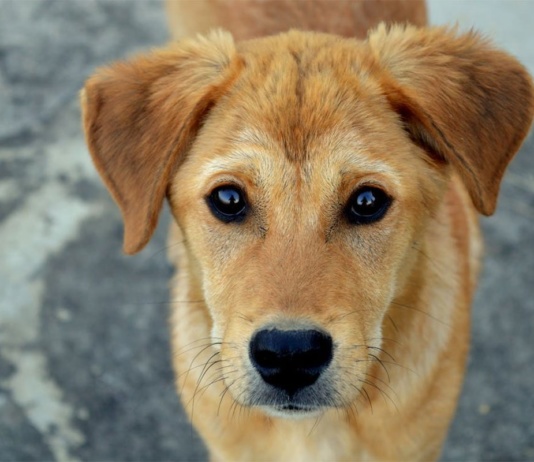 Pas jede poslastice a odbija hranu: Šta to znači?