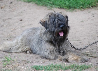 Slovenci uvode kazne: Za držanje psa na lancu i do 1.600 evra