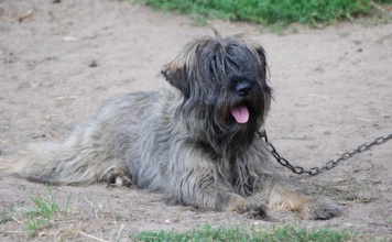 Slovenci uvode kazne: Za držanje psa na lancu i do 1.600 evra