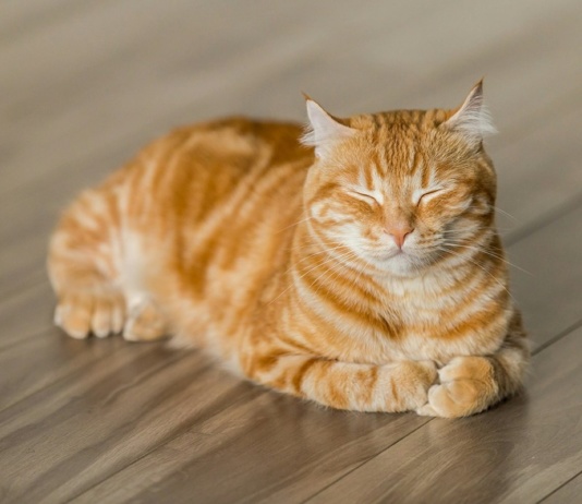 Loše stanje krzna mačke: Da li je vreme da promenite njenu hranu ili da posetite veterinara