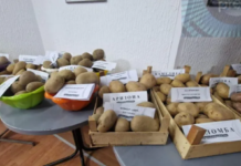 Dani krompira i lokalnih običaja