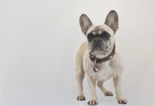 Procena urođenog zdravlja menja izgled omiljenih rasa