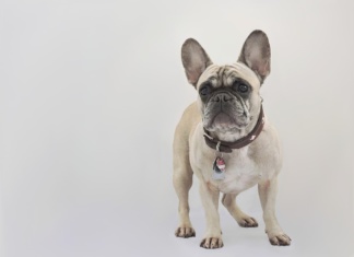 Procena urođenog zdravlja menja izgled omiljenih rasa