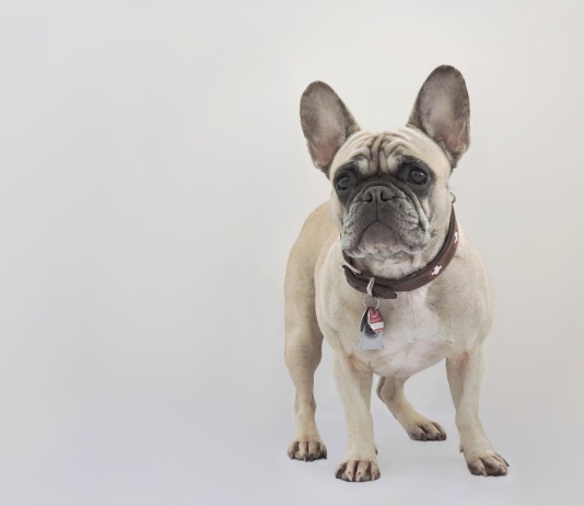 Procena urođenog zdravlja menja izgled omiljenih rasa