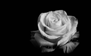 Preminula Brižit Bardo