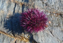 Neobično otkriće u Jadranu: Morski ježevi gde im mesto nije