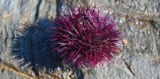 Neobično otkriće u Jadranu: Morski ježevi gde im mesto nije