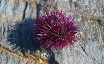 Neobično otkriće u Jadranu: Morski ježevi gde im mesto nije