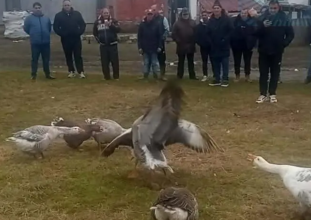 Gusanijada u Leskovcu