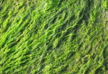 Ova alga čini čuda za zdravlje celokupnog organizma