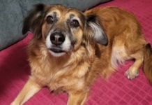 Veterinar objasnio zašto psi naginju glavu dok slušaju vlasnike