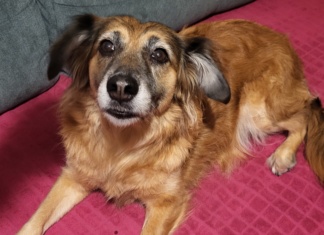 Veterinar objasnio zašto psi naginju glavu dok slušaju vlasnike