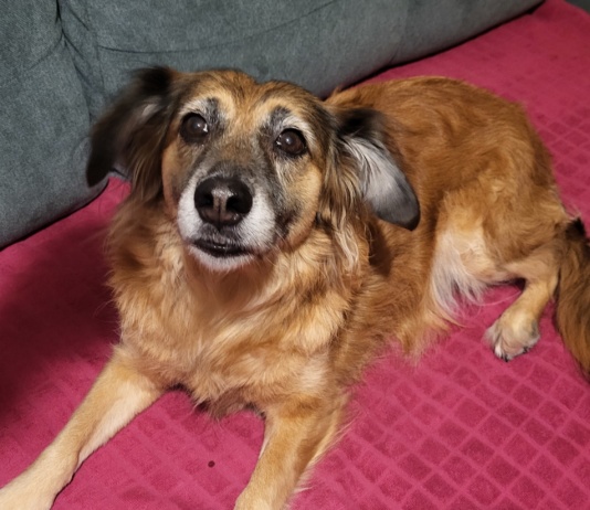 Veterinar objasnio zašto psi naginju glavu dok slušaju vlasnike