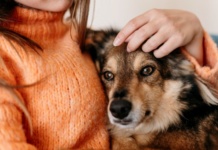 Osećaju li psi kada je njihov vlasnik tužan?