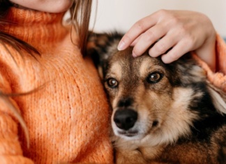 Osećaju li psi kada je njihov vlasnik tužan?