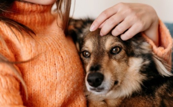 Osećaju li psi kada je njihov vlasnik tužan?