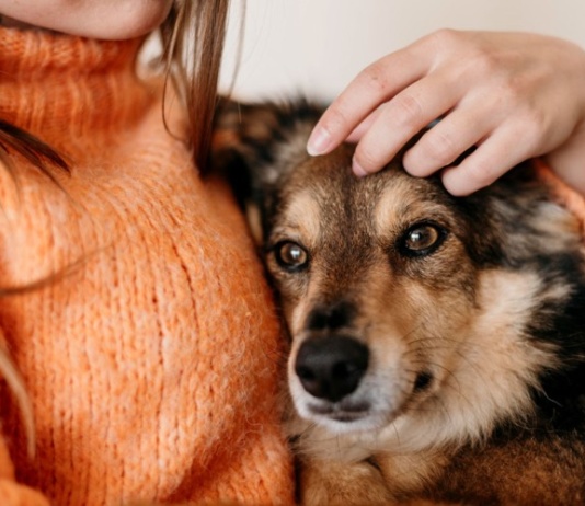 Pet najboljih i najgorih namirnica za pse, prema veterinaru