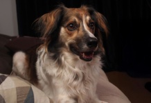 Kako psa naučiti na život u stanu?