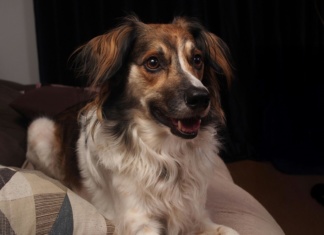 Kako psa naučiti na život u stanu?