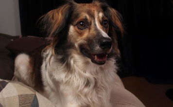 Kako psa naučiti na život u stanu?