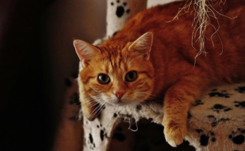 Top 5 stvari koje veterinari žele da znate o mačkama