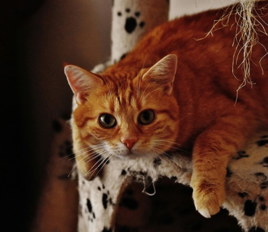 Top 5 stvari koje veterinari žele da znate o mačkama