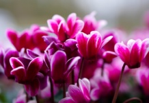 Ciklama će cvetati kao luda uz ovaj trik