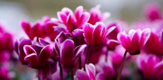 Ciklama će cvetati kao luda uz ovaj trik