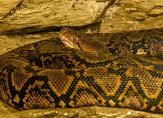 Div među gmizavcima: Pronađena najduža zmija na svetu