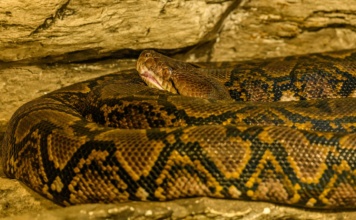 Dim među gmizavcima: Pronađena najduža zmija na svetu
