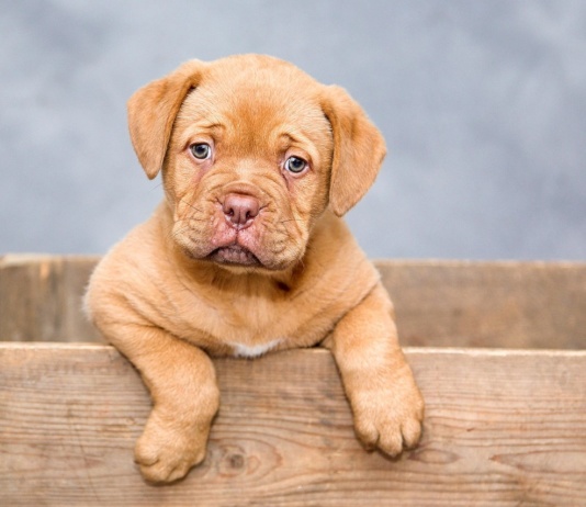 Očajnički želite merle jazavičara ili zgužvanog šar peja