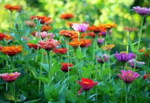 Jedan sastojak čini čuda: Cveće će bujati cele sezone ako ovo ispoštujete