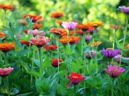 Jedan sastojak čini čuda: Cveće će bujati cele sezone ako ovo ispoštujete