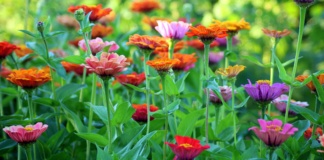 Jedan sastojak čini čuda: Cveće će bujati cele sezone ako ovo ispoštujete