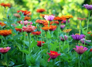 Jedan sastojak čini čuda: Cveće će bujati cele sezone ako ovo ispoštujete