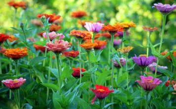 Jedan sastojak čini čuda: Cveće će bujati cele sezone ako ovo ispoštujete