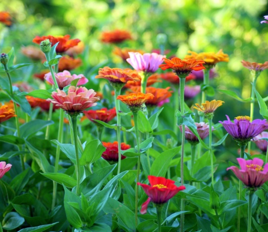 Jedan sastojak čini čuda: Cveće će bujati cele sezone ako ovo ispoštujete