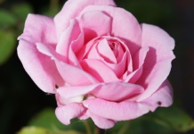 Orezivanje ruža u martu