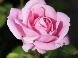 Orezivanje ruža u martu: Šta treba znati?