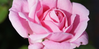 Orezivanje ruža u martu: Šta treba znati?